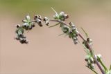 Artemisia vulgaris. Соцветие (Artemisia coarctata Forsell.). Ленинградская обл., Ломоносовский р-н, окр. дер. Кандикюля, берег Финского залива, песчаный пляж. 13.08.2017.