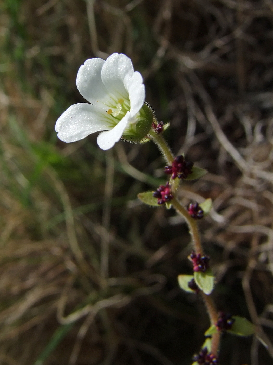 Изображение особи Saxifraga cernua.