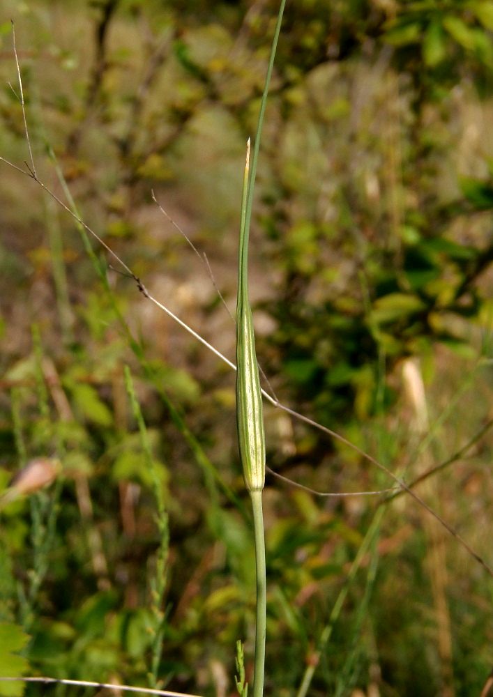 Изображение особи Allium paczoskianum.