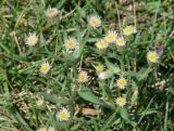 Erigeron acris. Соцветия. Иркутская обл., Черемховский р-н, окр. с. Узкий Луг, высокий берег р. Белая, луг. 24.07.2016.