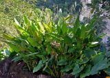 Thalia geniculata. Цветущее растение (в правом нижнем углу видны листья Alocasia). Малайзия, Куала-Лумпур, в культуре. 02.05.2017.