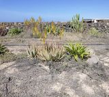 Aloe vera