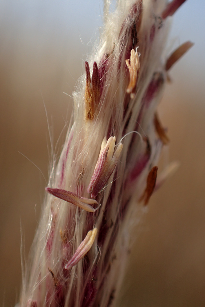 Image of Imperata cylindrica specimen.