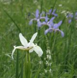 Iris notha. Верхушка побега с цветком (альбинос). Краснодарский край, Кущёвский р-н, хут. Полтавский, склоны над р. Эльбузд. 01.06.2010.