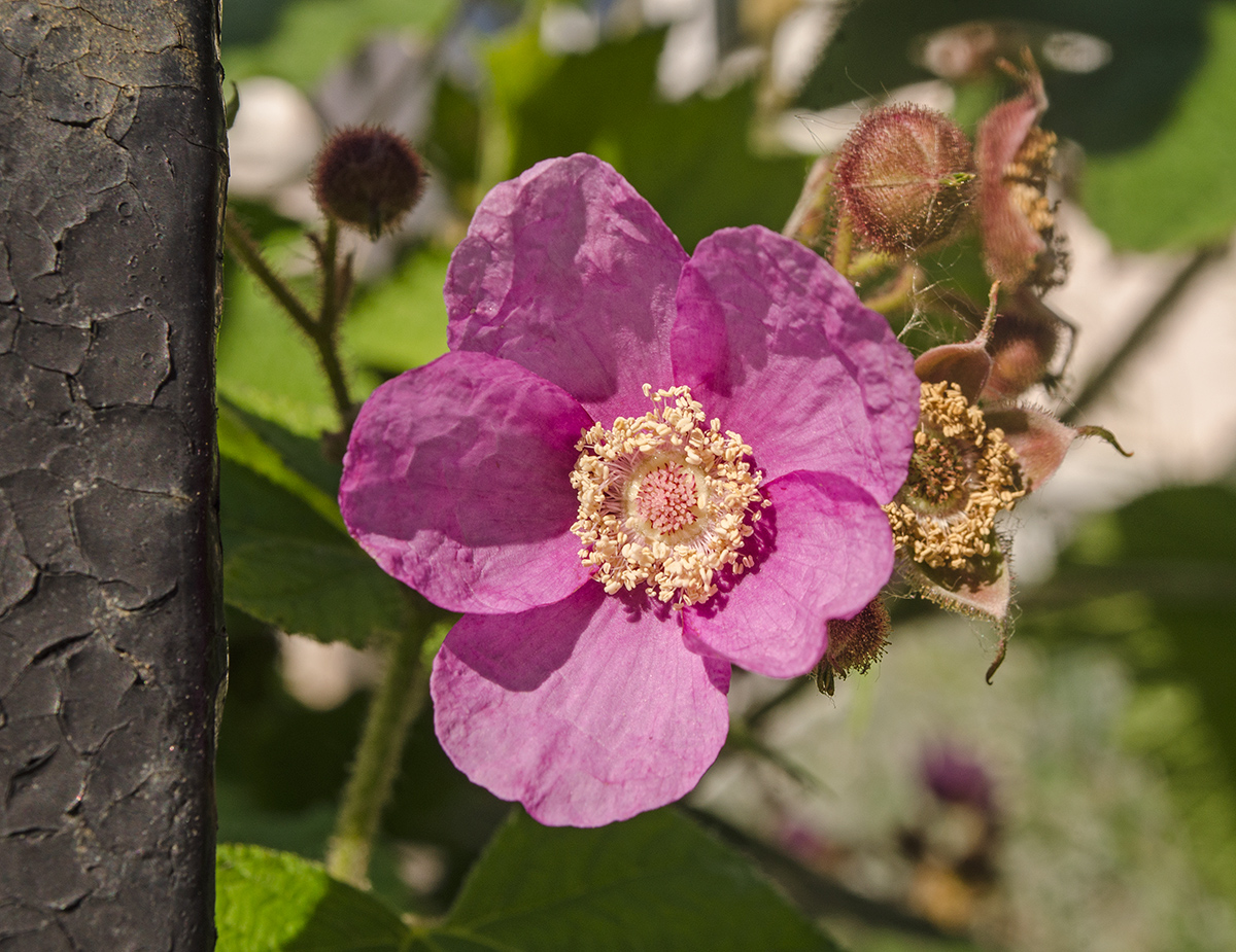 Изображение особи Rubus odoratus.