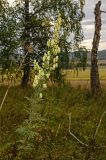 Aconitum nemorosum. Верхушка цветущего растения. Башкортостан, Кугарчинский р-н, окр. дер. Мурадымово, природный парк \"Мурадымовское ущелье\", долина р. Большой Ик, нижняя часть склона скального массива вдоль реки, разреженный березняк. 2 сентября 2018 г.