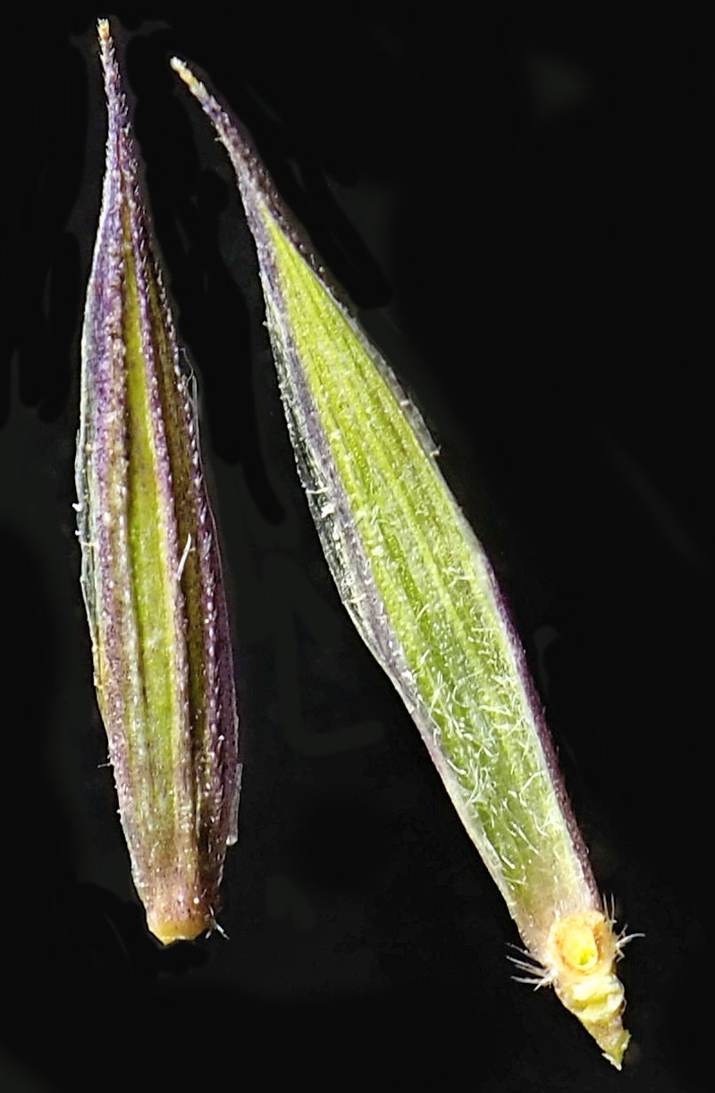 Изображение особи Elymus fibrosus.