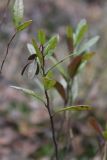 Chamaedaphne calyculata. Верхушки побегов (справа - с обломанной верхушкой). Московская обл., Воскресенский р-н, берег оз. Срамное, на сфагновом болоте. 5 ноября 2018 г.