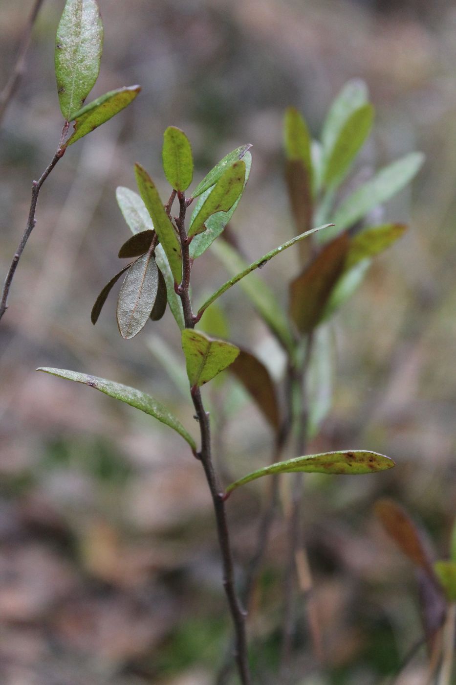 Изображение особи Chamaedaphne calyculata.