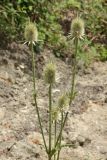 Dipsacus laciniatus