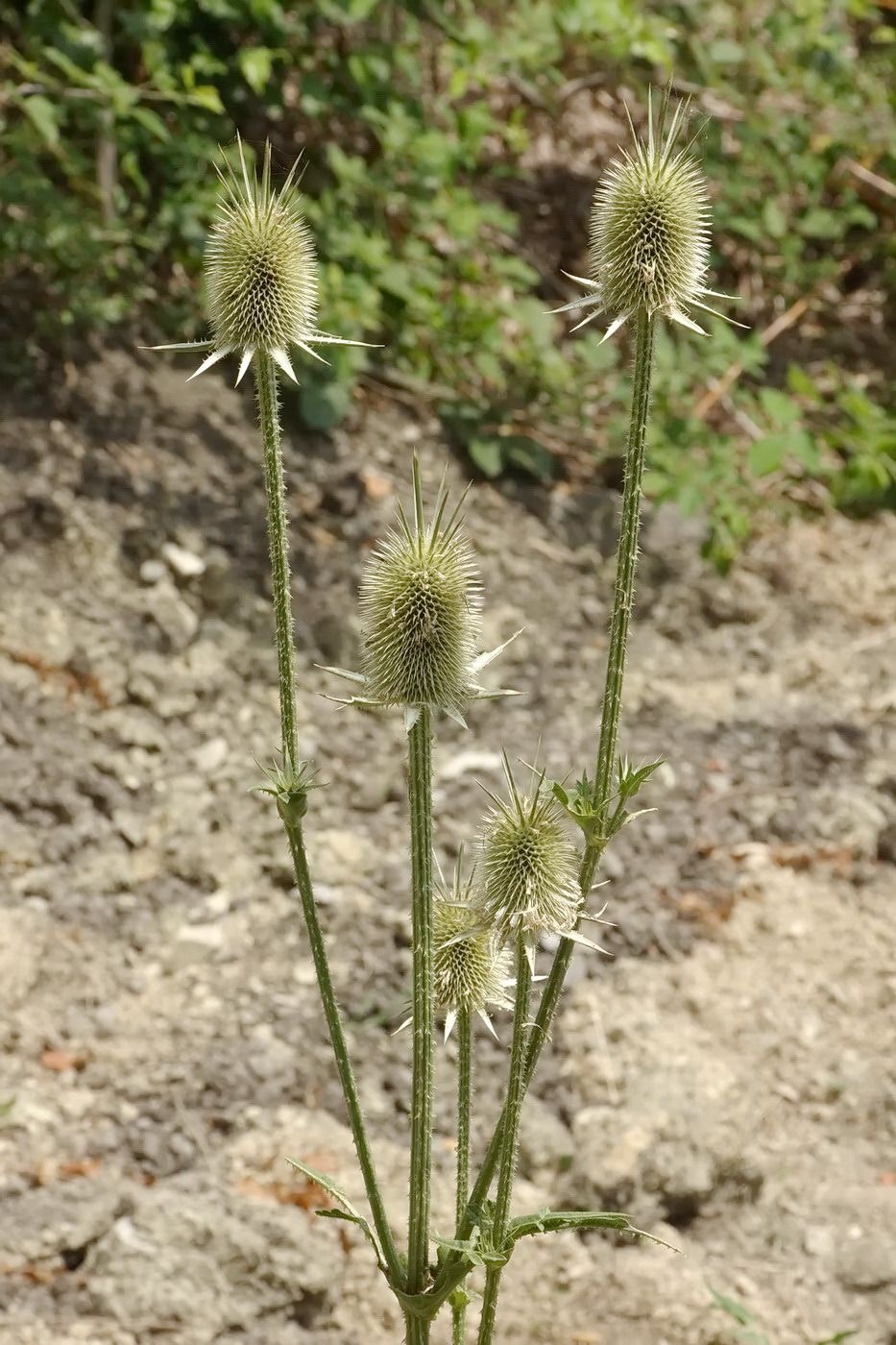 Изображение особи Dipsacus laciniatus.