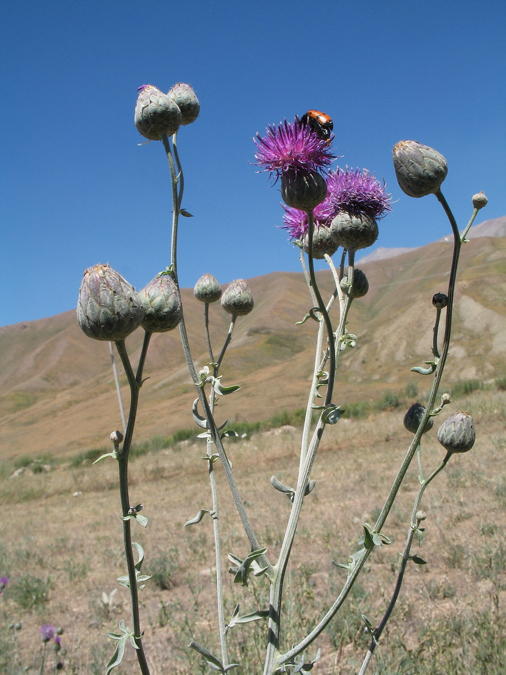 Изображение особи Centaurea adpressa.