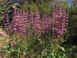 Phlomoides lehmanniana