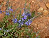 Veronica capsellicarpa