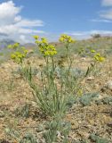 Bupleurum bicaule