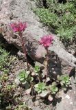 Sedum spurium. Цветущее растение. Карачаево-Черкесия, Урупский р-н, окр. пос. Рожкао, выходы скал. 4 августа 2019 г.