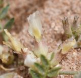 Astragalus tribuloides