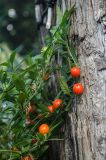 Solanum pseudocapsicum