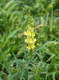 Linaria vulgaris. Верхушка побега с соцветием. Кыргызстан, Иссык-Кульская обл., восточная окр. с. Бостери, территория Киргизского Взморья. 21.07.2015.