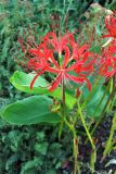 Lycoris radiata