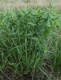 Gypsophila paniculata