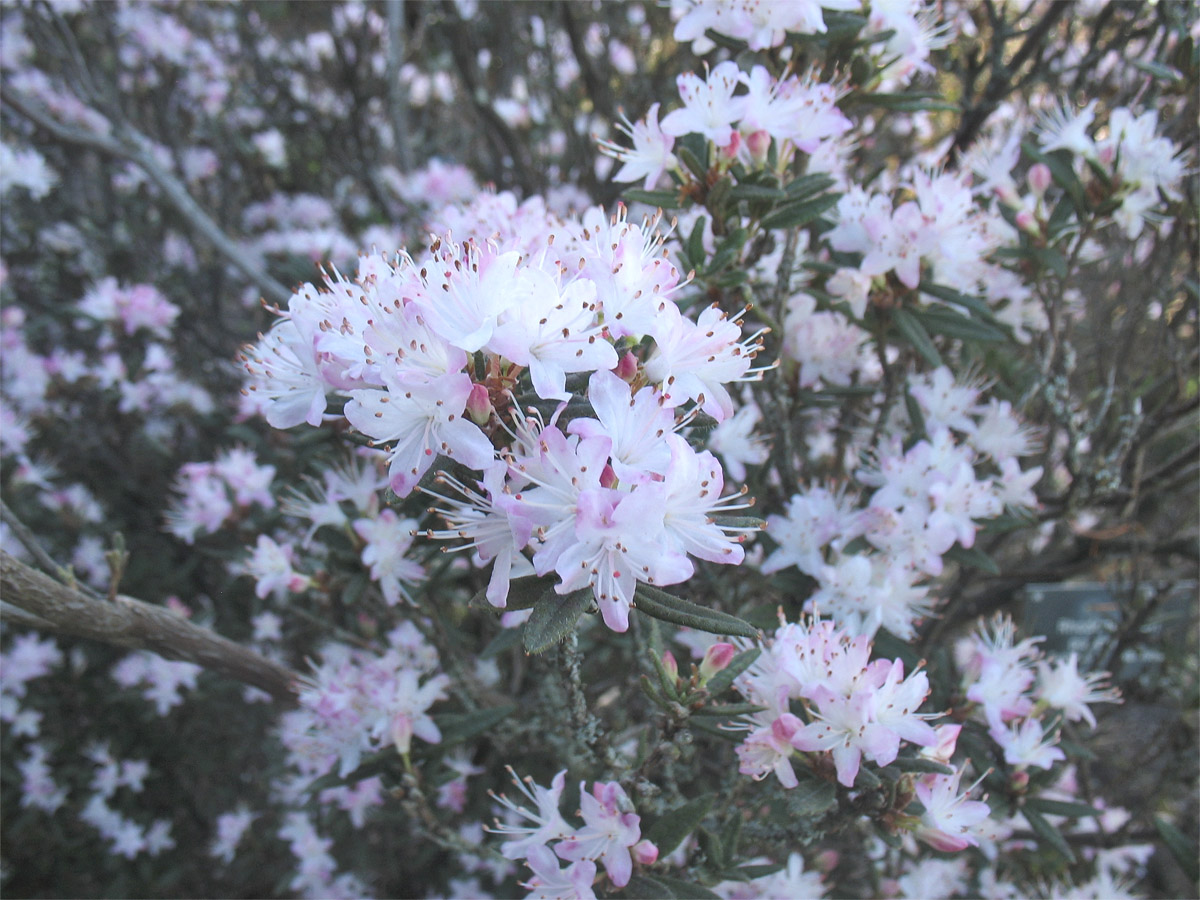 Изображение особи Rhododendron pubescens.