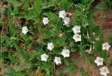 Convolvulus arvensis