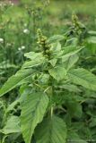 Amaranthus retroflexus. Верхушка цветущего и плодоносящего растения. Тульская обл., пос. Дубна, ул. Тургенева, нарушенный грунт на придомовой территории. 27.07.2020.