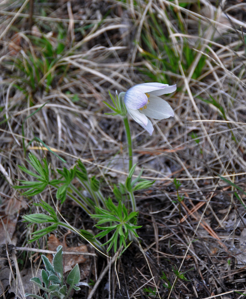 Изображение особи Pulsatilla patens.