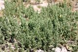 Argusia sibirica. Вегетирующие растения. Казахстан, г. Актау, на песке на берегу моря. 21 июня 2021 г.