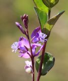 Polygala japonica. Часть побега с соцветием. Приморский край, Ханкайский р-н, окр. с. Комиссарово, распаханный участок луга. 20.05.2022.