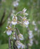 Epipactis palustris