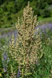 Rumex tianschanicus