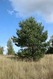 Pinus sylvestris. Дерево на суходольном лугу. Псковская обл., Невельский р-н, окр. дер. Дубище, суходольный вейниковый луг. 18.09.2022.