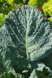 Brassica oleracea variety sabauda. Лист. Италия, обл. Тоскана, г. Флоренция, ботанический сад, в культуре. 4 июня 2017 г.