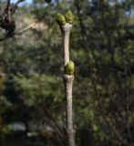 Syringa vulgaris