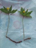 Anemone ranunculoides