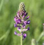 Oxytropis campanulata. Верхушка цветущего растения. Новосибирская обл., Ордынский р-н, с. Новопичугово. Июнь 2011 г.