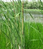 Typha australis. Верхняя часть цветущего растения. Саратовская обл., Марксовский р-н, с. Красный Яр, Волгоградское водохранилище. 28.06.2008.