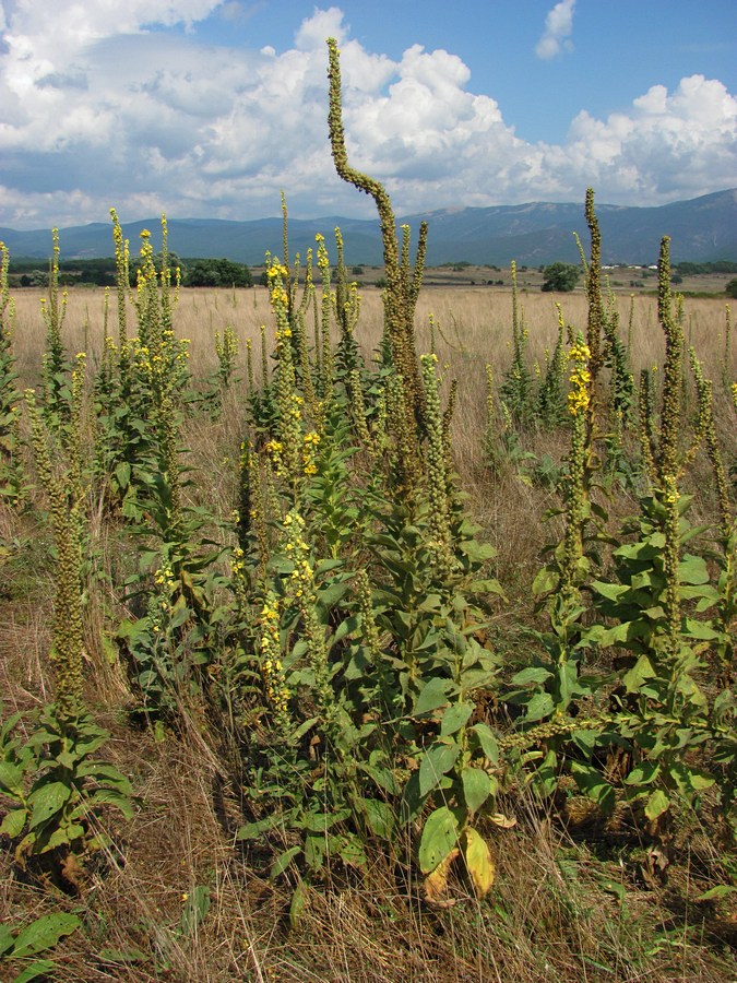 Изображение особи Verbascum densiflorum.