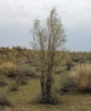 Ammodendron karelinii. Кустарник. Казахстан, Кызылординская обл., Чиилийский р-н. 27.04.2011.