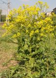 Bunias orientalis