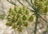 Astrodaucus littoralis