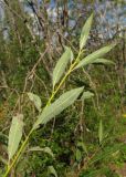 Salix myrsinifolia