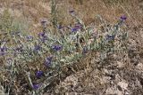 Centaurea depressa