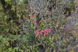 Cotoneaster integerrimus