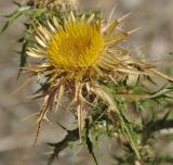 Carlina graeca