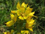 Lysimachia verticillaris