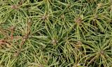 Picea glauca. Верхушки побегов в средней части кроны ('Conica'). Германия, г. Кемпен, в культуре. 23.02.2014.