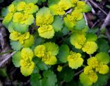 Chrysosplenium alternifolium